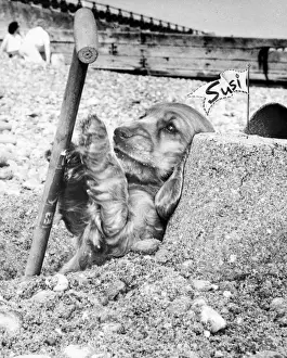 Vintage Puppy Photos Imprime: Susi - (insert)