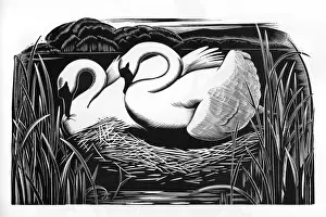 Nature Images Online Imprime: TWO SWANS