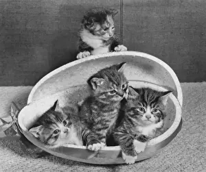 Humorous Cat Pictures Imprime: Four tabby kittens with Easter egg container