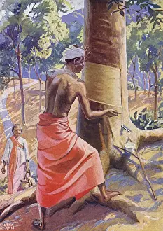 Tocar un Árbol de Goma.