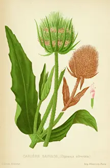 Antique Plant Illustrations Imprime: TEASEL