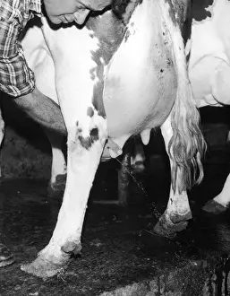 Impresiones de Pruebas antes de atar las ubres de vacas lecheras con una máquina para la pasteurización Ganado Imprime: Prueba los pezones de una vaca
