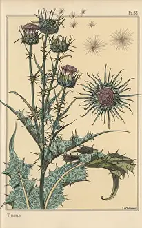 Eugene Grasset Prints Imprime: Thistle botanical study