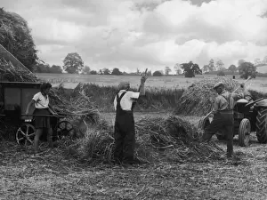 Britain Farming History Imprime: Threshing Straw