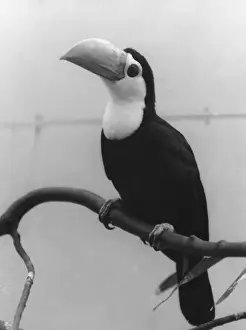Tropical Birds Images Imprime: Toco Toucan