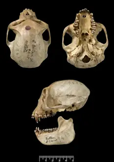 Imágenes Relacionadas Imprime: Trachypithecus cristatus, mono de hoja plateada.