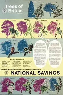 Vintage British Advertising Posters Imprime: Trees of Britain
