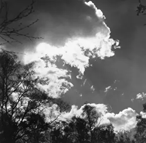 Cloud Formations In Art Imprime: Trees and Clouds