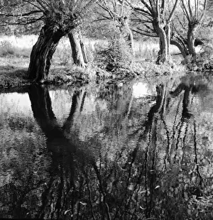 Reflections In Water Imprime: Trees and their reflections