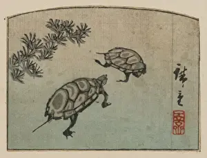 Antique Japanese Woodcuts Imprime: Turtles