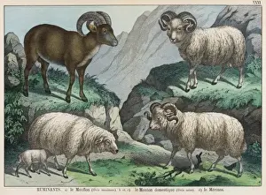 Mouflon Sheep Imprime: Three types of sheep