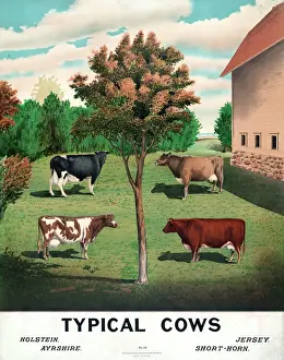 Imágenes Relacionadas Imprime: Vacas típicas