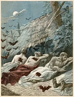 Moscas vampiras