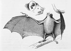 South American Animals Imprime: Vampire Bats / Darwin