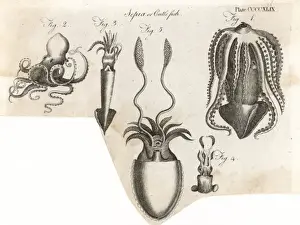 Sea Creatures Photography Imprime: Various Cuttlefish