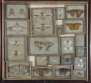 Lepidoptera Collection Imprime: Various lepidoptera