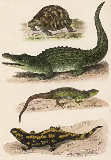 Lizard Species Imprime: Various Lizards
