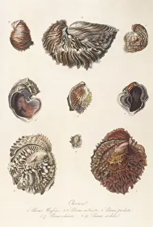 Antique Marine Life Prints Imprime: Various Shells 1835