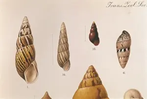 Caracoles Imprime: Varias conchas