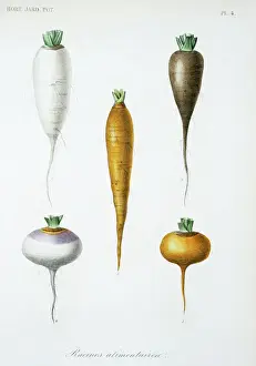 Impresiones botánicas: Raíces de verduras