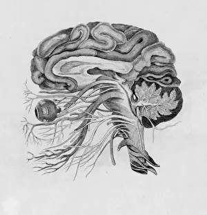 Brain Anatomy Illustration Imprime: Side View of Brain / C19