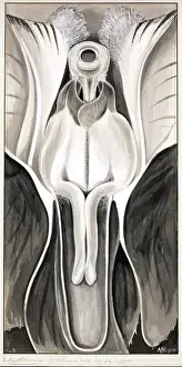 Angiosperm Botanical Art Imprime: Violaeoides