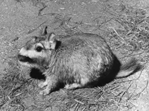 Chinchillidae Imprime: VISCACHA