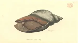 Australasian Wildlife Art Imprime: Volute shell