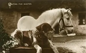 Horses In The Countryside Imprime: Waiting For Master