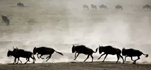 Ngorongoro Conservation Area Images Imprime: Wildebeests - On migration