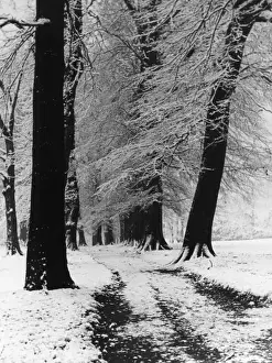 Winter Beech Trees Imprime: Winter Beech Trees