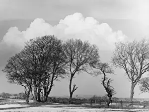 Bare Trees In Winter Imprime: Winter Trees
