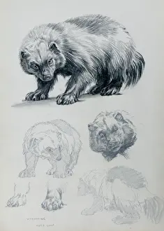 Lobezno Imprime: Estudios de Wolverine