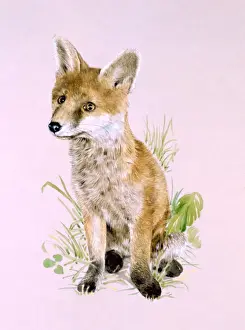 Malcolm Greensmith Art Imprime: A young fox