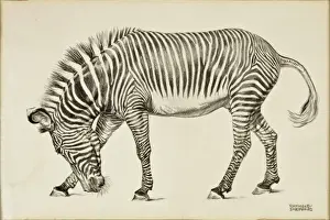 Raymond Sheppard Art Imprime: A Zebra