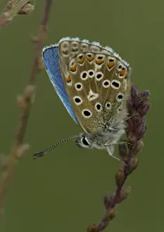 Nature Photography Prints UK Imprime: Adonis Blue
