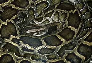 Reptile Photography Imprime: African Rock Python - coiled up