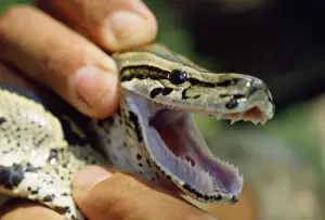 Reptile Photography Imprime: African Rock Python - showing teeth