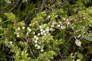European Mountain Plants Imprime: Alpine version of common juniper (Juniperus communis ssp. alpina), with berries. Norway