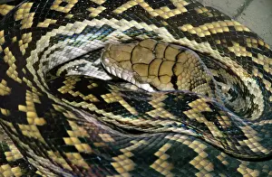 Australian Reptile Images Imprime: Amethyst / Amethystine / Scrub Python - close-up of head
