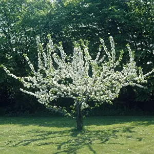 Blossoming Apple Tree Imprime: Apple Tree