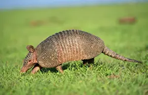 Dasypodidae Imprime: Armadillo