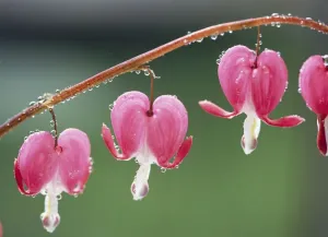 Dicentra Spectabilis Imprime: Bleeding Heart