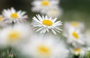 Duncan Usher Photographer Imprime: Common Daisy
