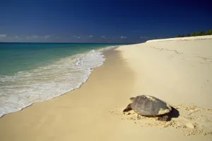 Sea Turtles Imprime: Hawksbill Turtle
