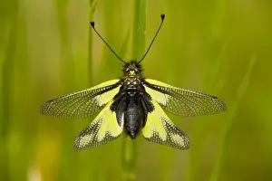 Neurópteros Imprime: Un Libelloideos coccajus se estableció en una llanura de césped, Dordoña, Francia