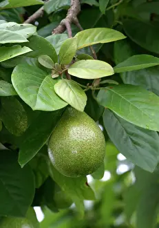 Tropical Fruit Plants Imprime: Avocado