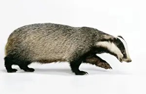 Studio Wildlife Photography Imprime: Badger