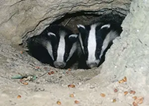 Wildlife Photographer Uk Imprime: Badgers - in sett