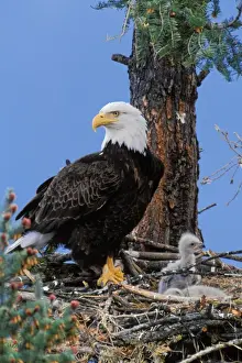 Tom Leeson Photography Imprime: Bald Eagle - At nest with young eaglets